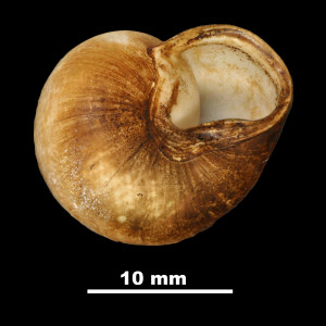 Iberellus_minoricensis_palumbariae_81-6059A_V (1)